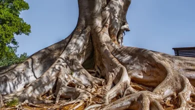 Doge: Der Liebling des Internets trotz wilder Schwankungen