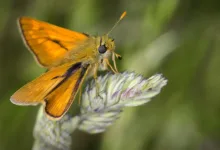 Dogecoin: Der Rückkehr der Memecoins und die große Frage