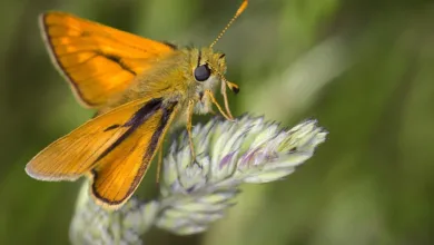 Dogecoin: Der Rückkehr der Memecoins und die große Frage