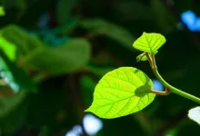 Bitcoin kämpft um die 80.000-Dollar-Marke in Hongkong