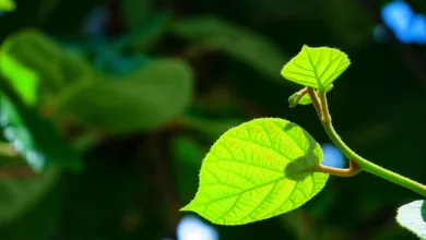 Bitcoin kämpft um die 80.000-Dollar-Marke in Hongkong