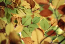 Zcash im Abwärtstrend: Droht ein Fall auf 200 USD?