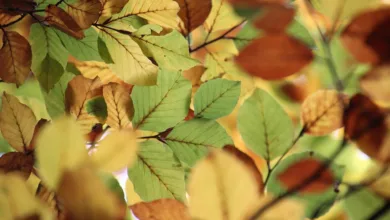 Zcash im Abwärtstrend: Droht ein Fall auf 200 USD?