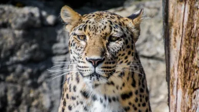 XRP im Fokus: Droht der große Ausbruch oder FOMO-Falle?