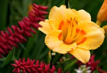 Kryptomarkt in Angst: Tägliche Höhen und Tiefen beobachten