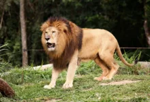 Kurssturz beim Bitcoin: Chance für Mutige Investoren?