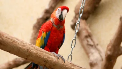 Bitcoin im Aufwind: Eine neue Ära oder nur eine Falle?