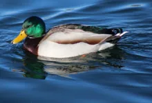 Ripple Kursprognose: Kann XRP die Widerstände überwinden?