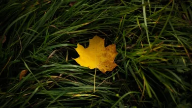 Bitcoin-Börsenfonds fallen unter 100 Milliarden US-Dollar