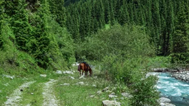 Ethereum: Aufstieg und Fall im Krypto-Kampf der Zukunft