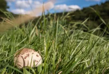 Verborgene Verkaufsströme setzen XRP-Kurs unter Druck