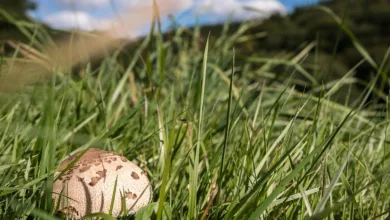 Verborgene Verkaufsströme setzen XRP-Kurs unter Druck