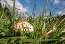 Die verborgene Bitcoin-Knappheit: Verluste und Marktpotenziale