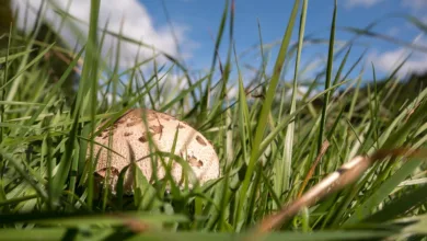 Die verborgene Bitcoin-Knappheit: Verluste und Marktpotenziale