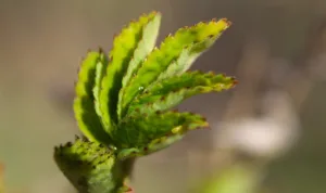 Aktuelle Entwicklungen bei Kryptowährungen in unserer Region