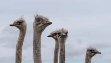 CME Group plant Token-Emission für Derivatehandel 2026