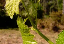 Render-Kurs erreicht Wendepunkt: Steht ein Ausbruch bevor?