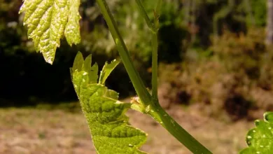 Render-Kurs erreicht Wendepunkt: Steht ein Ausbruch bevor?