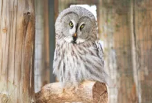 Solana Preis unter Druck: Schlüsselunterstützung bei 74 Dollar