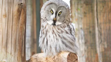 Solana Preis unter Druck: Schlüsselunterstützung bei 74 Dollar