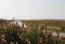 Der Krypto-Schwindel: Salinas und die verlorenen Aktien