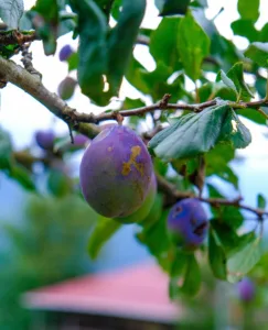 Erik Voorhees wandelt: Gold als neue sichere Anlage im Fokus