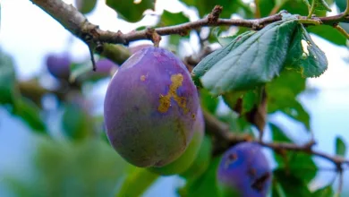 Erik Voorhees wandelt: Gold als neue sichere Anlage im Fokus