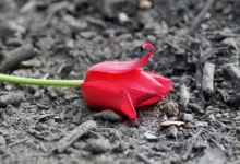 Bitcoin unter Druck: Ist dies der nächste große Schritt?