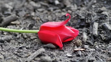 Bitcoin unter Druck: Ist dies der nächste große Schritt?