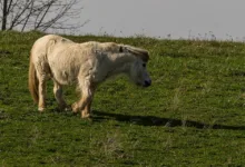 Bitcoin im Fokus: Volatilität und institutionelles Interesse wachsen