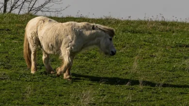Bitcoin im Fokus: Volatilität und institutionelles Interesse wachsen