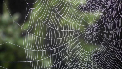 Bitcoin-Rallye oder Falle? Der Markt im Blick der Anleger