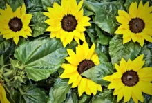 BlackRock kündigt Verkauf von 257 Millionen Dollar in Krypto an