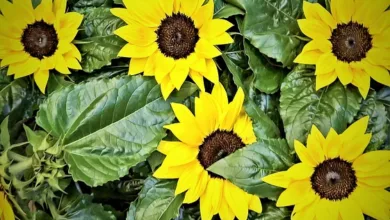 BlackRock kündigt Verkauf von 257 Millionen Dollar in Krypto an