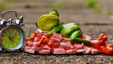 X Money: Ein neuer Finanzdienst für die Nutzer von X