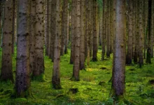 Cardano unter Druck: Steht eine Erholung auf 0,34 USD bevor?