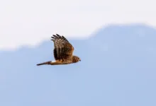 DeFi im Aufwind: Neue Strategien für Krypto-Anleger