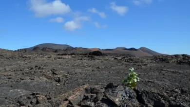 Kryptowährungen im Aufwind: XRP, Bitcoin und Ethereum vor Neubeginn