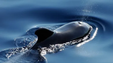 XRP-Kurs unter Druck: Whales verkaufen, Hodler kämpfen