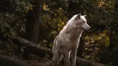 Achtung: Betrug durch gefälschte Briefe an Krypto-Nutzer